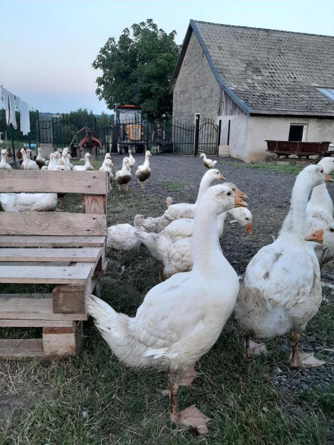 Gosp. Agroturystyczne Stary Gaj Villa Zerkowice Luaran gambar